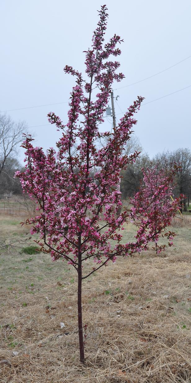 Another Royal Raindrops crabapple we planted