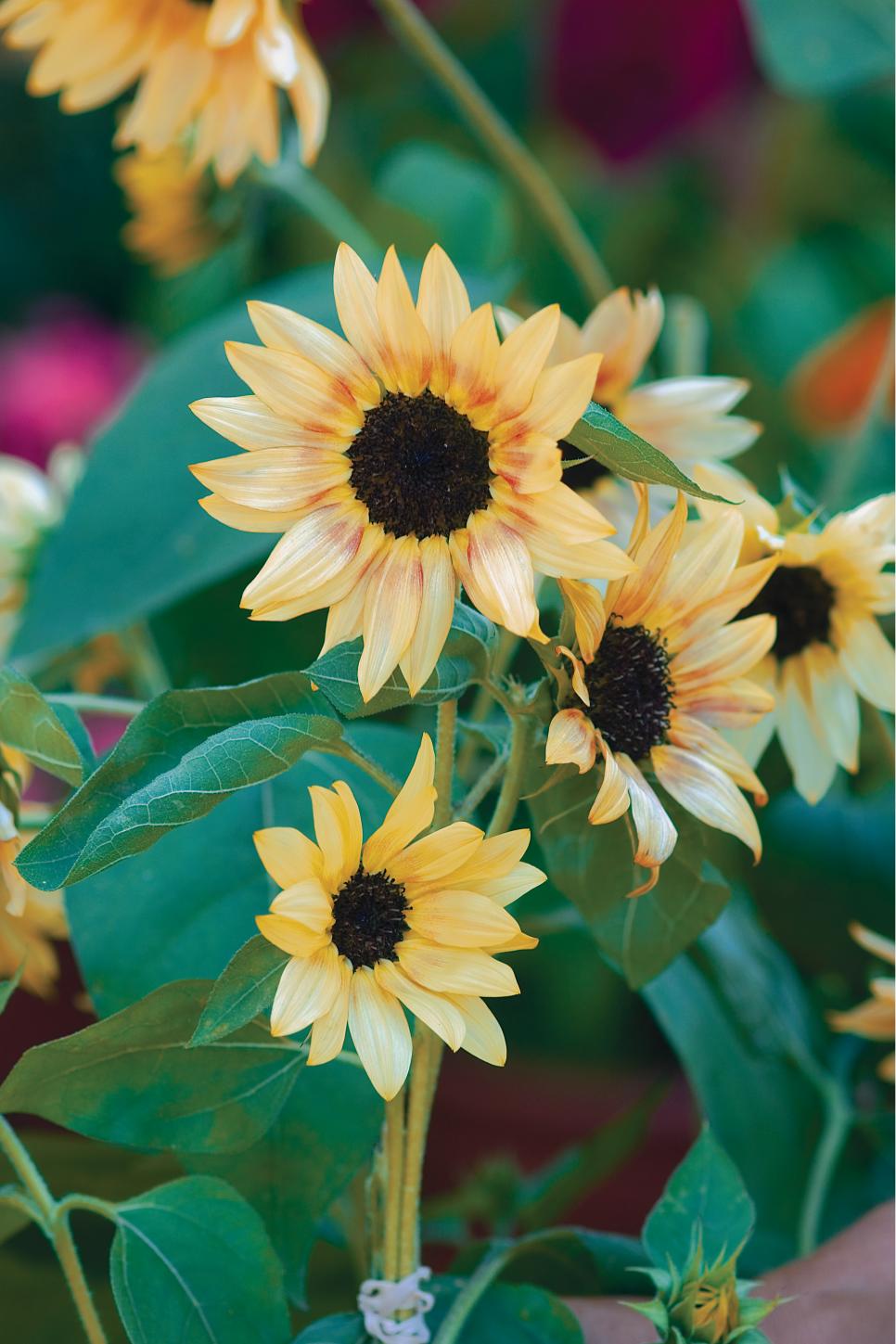 Different Types Of Sunflowers