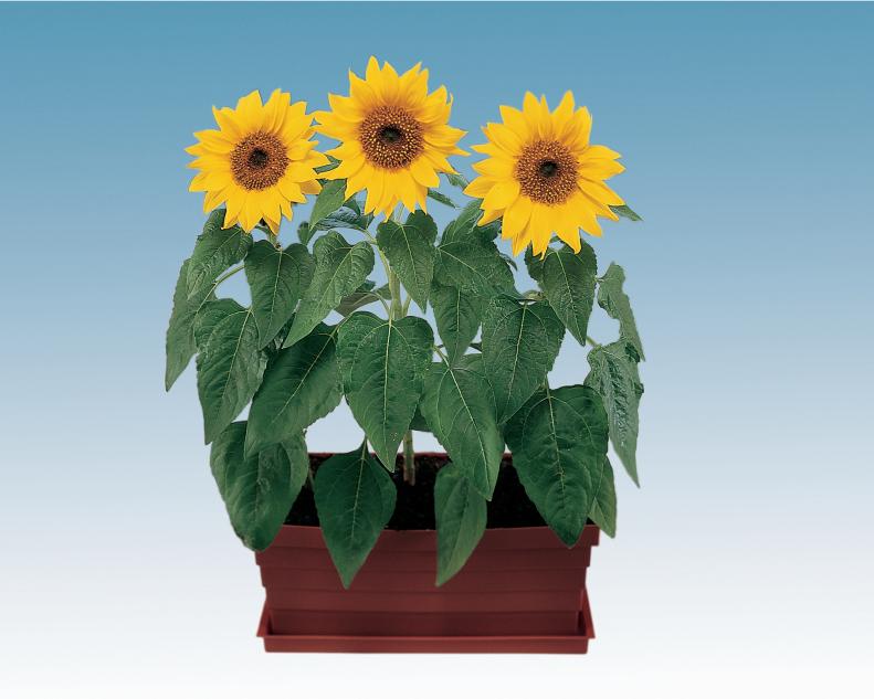 Sunflower 'Elf' - Types of Sunflowers