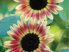 'Strawberry Blonde' Sunflower - Types of Sunflowers