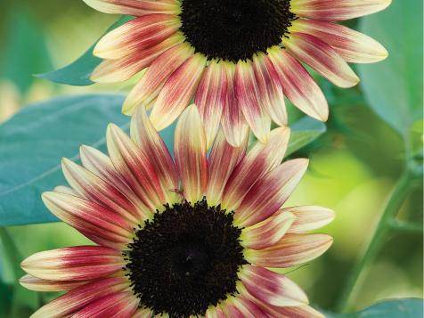 Unconventional Sunflower Colors