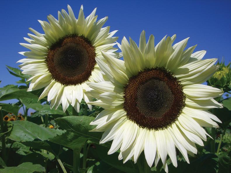 Sunflower 'Coconut Ice' - Types of Sunflowers