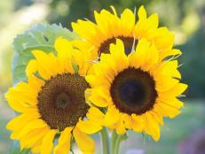 Sunflower 'Elegance' - Types of Sunflowers