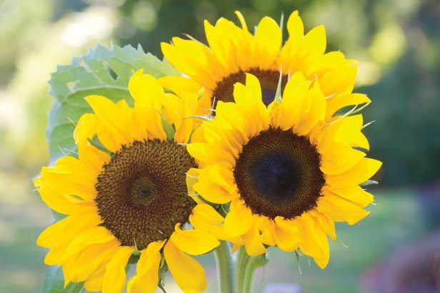 'Elegance' Sunflower Blooms