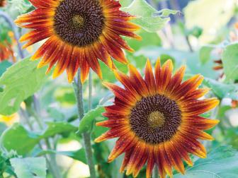 Sunflower 'Little Becka' - Types of Sunflowers