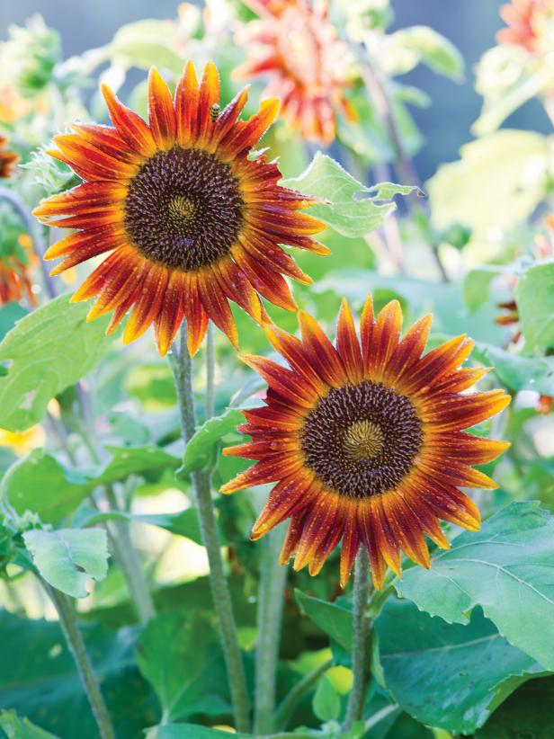 teddy bear sunflower perennial