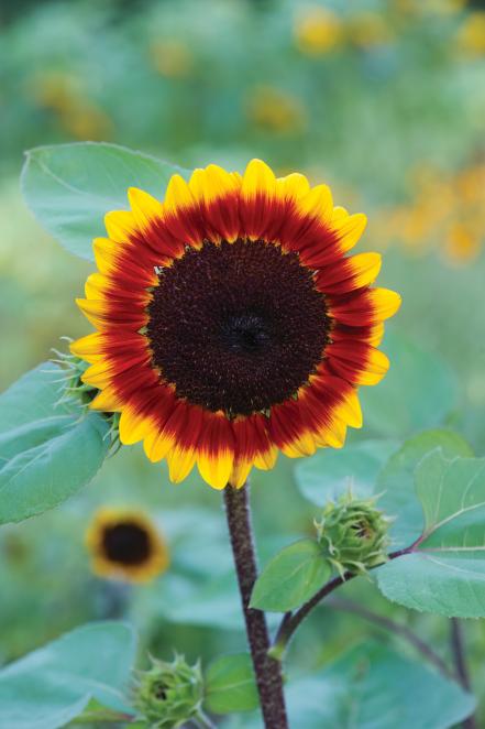 Sunflower 'Solar Flare'