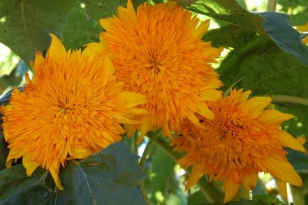 Sunflower 'Orange Sun'