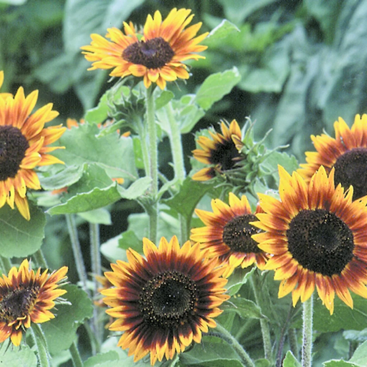 Annual Report, image size:1280x1280