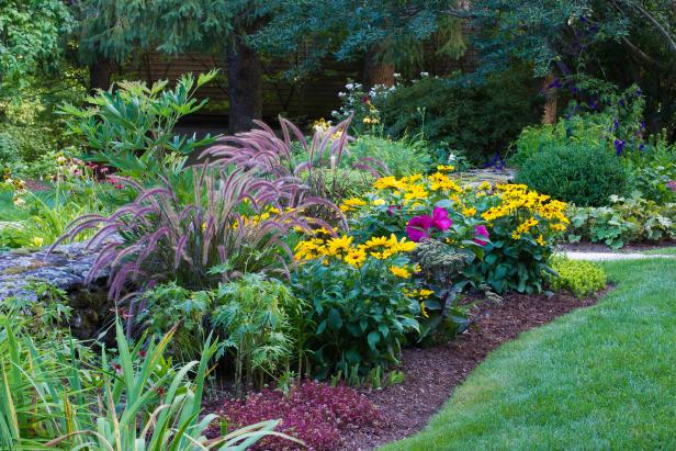 Purple Fountain Grass, Black Eyed Susan, Hardy Hibiscus