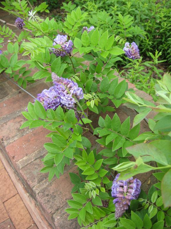 American wisteria, such as this 'Amethyst Falls' cultivar, is far less aggressive than the Asian varieties.