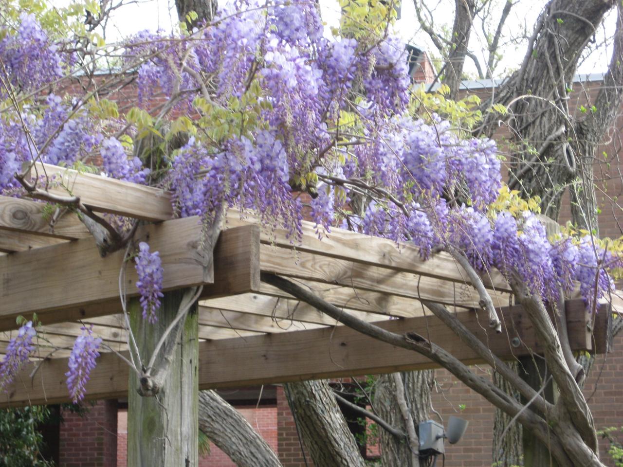 Wisteria frutescens ''Amethyst Falls'' - Dwarf Wisteria Trained on a Trellis