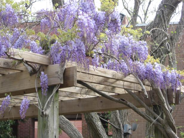 The Asian species of wisteria need a strong support for their massive woody vines.