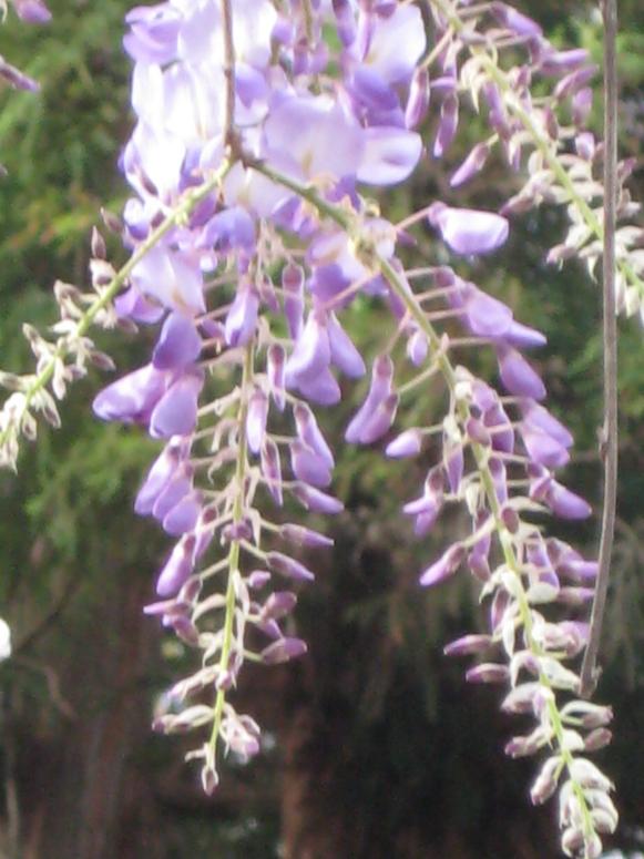 The fragrant panicles of Chinese wisteria resemble grapes.