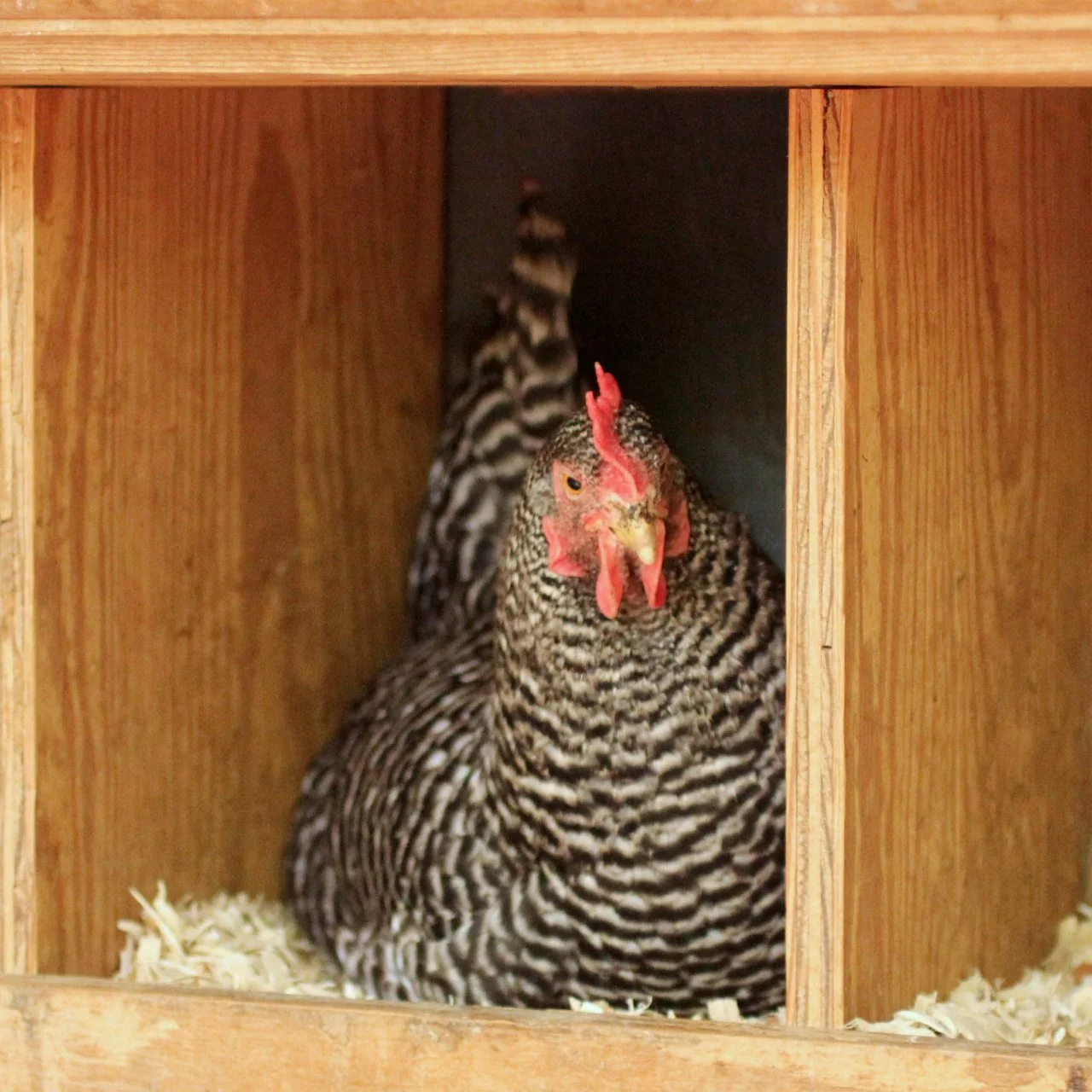 Making Chicken Nesting Boxes HGTV