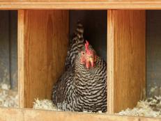 Nesting boxes provide chickens a safe and secure location to lay eggs.