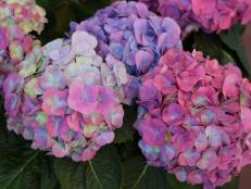 The lush blooms of 'L.A. Dreamin'' allow myriad shades of pink and blue to coexist on the same plant, whether you adjust the alkalinity of the soil or not.