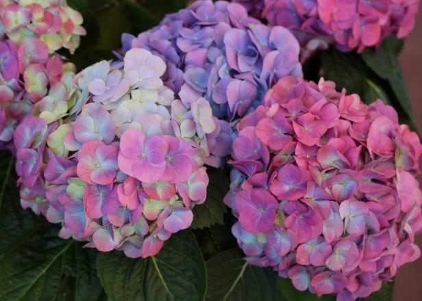 The lush blooms of 'L.A. Dreamin'' allow myriad shades of pink and blue to coexist on the same plant, whether you adjust the alkalinity of the soil or not.