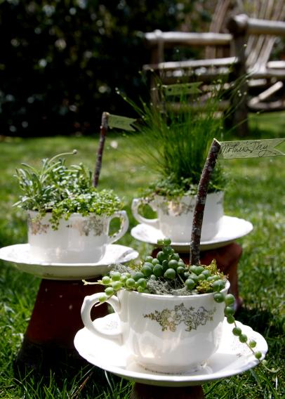 DIY Tea cup Planter and String of Pearls