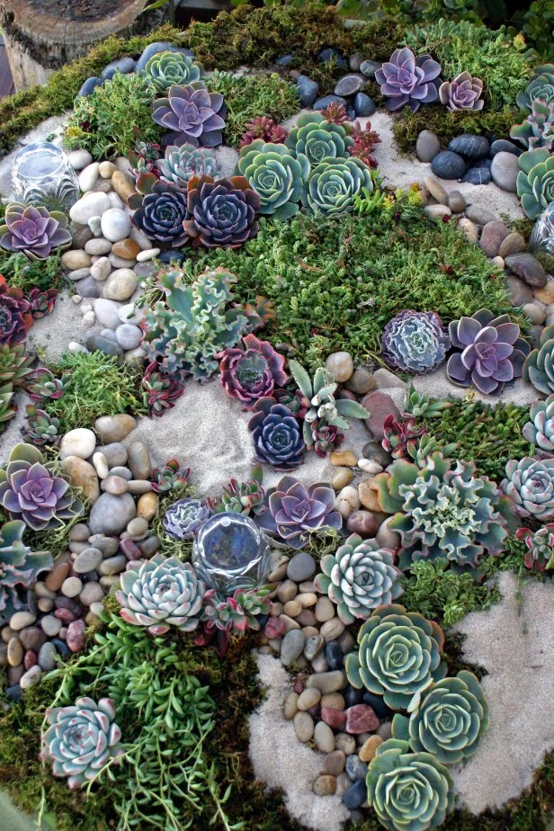 How Do You Design a Succulent Garden: Expert Tips