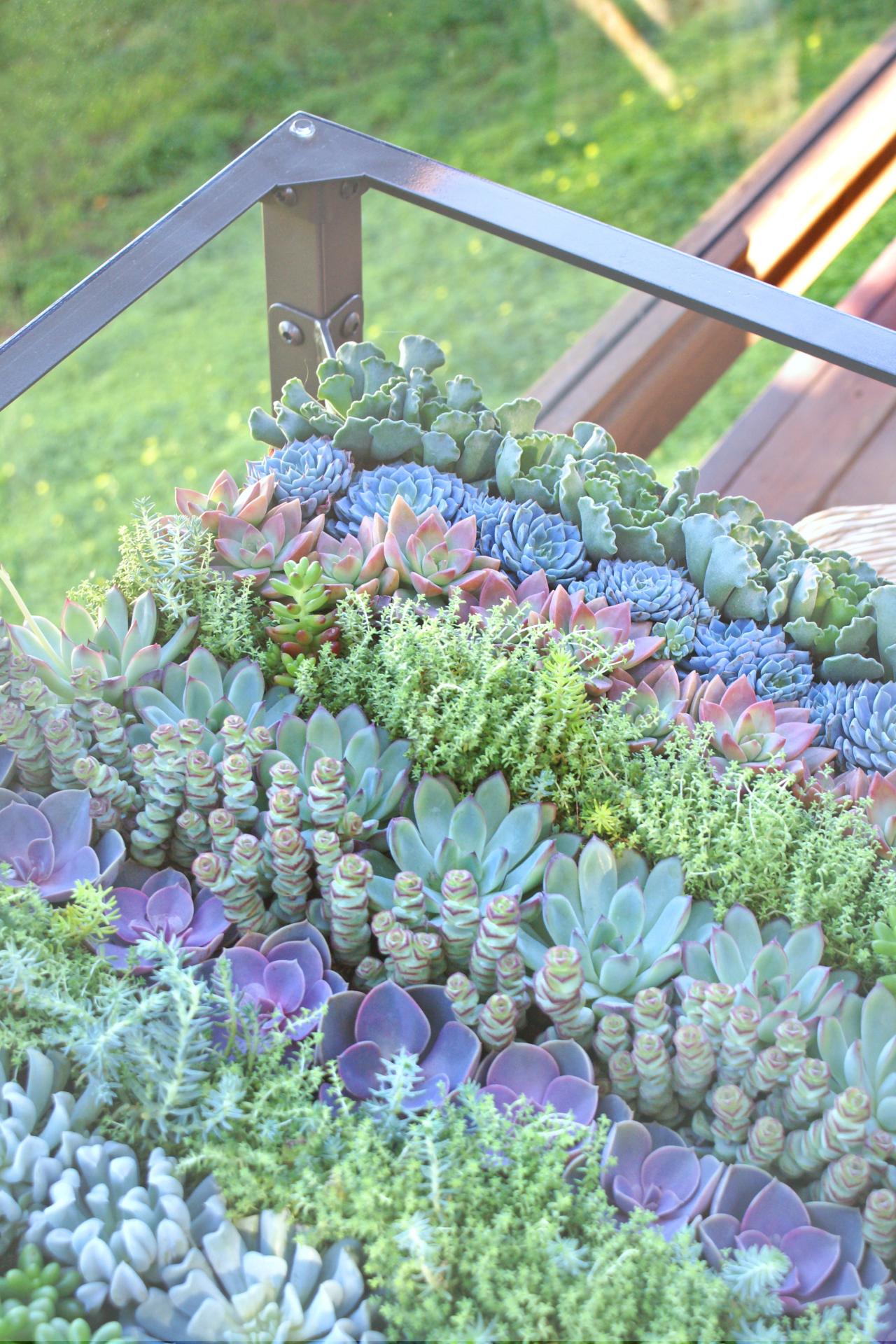 Glass table deals succulent garden