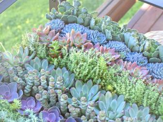 &quot;Succulents are low-care and low-water plants,&quot; Asakawa says. &quot;The completed table should be watered about once every two weeks.&quot;&nbsp;