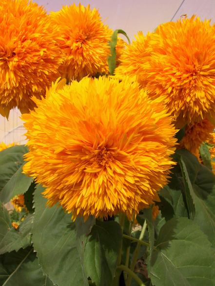 Sunflower 'Goldie'