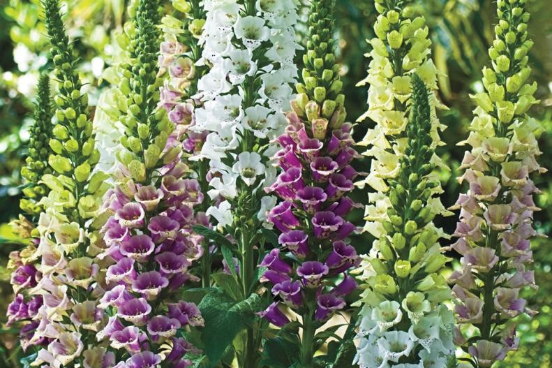 Foxglove 'Mountains Mixed' has strong stems and unique, upward-facing flowers that attract bees and make it easier for you to see them. The plants bloom in June and are hardy in zones 4 to 9. These foxgloves grow in full sun to part shade; the seeds germinate in 14 to 30 days.