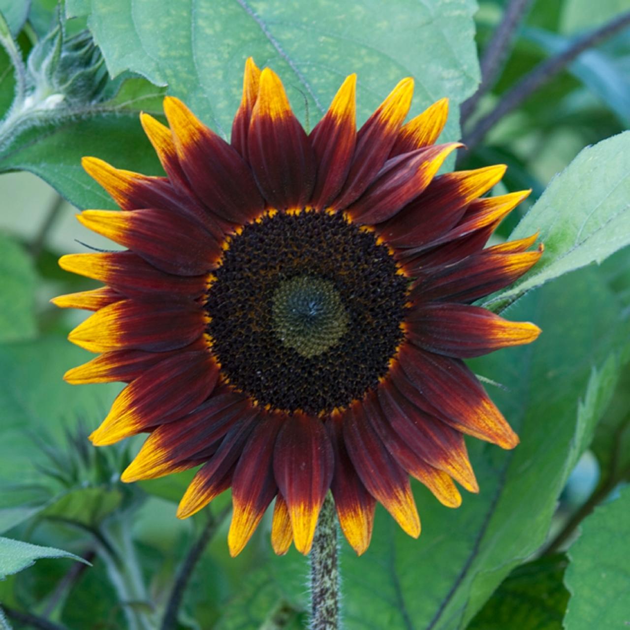 Unusual Sunflower Color Varieties | HGTV
