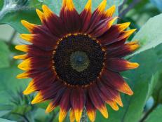 Sunflower 'Shock-O-Lat' - Types of Sunflowers