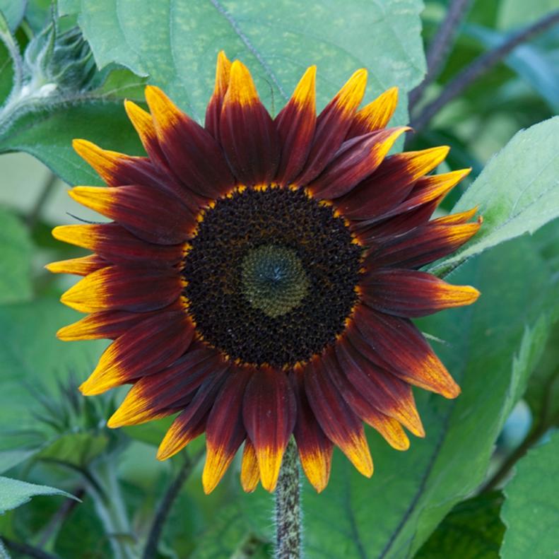 Sunflower 'Shock-O-Lat' - Types of Sunflowers