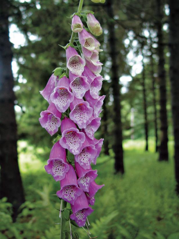 This nearly carefree foxglove, 'Rose Shades', opens pale to deep pink flowers in late spring. Hardy in zones 4 to 8, the plants can take full sun to half shade. Use them in a cutting garden; they'll grow to 30 inches tall.