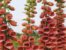 'Polkadot Polly' foxgloves are covered with bell-shaped flowers in bright apricot-pink. The stems grow 23 to 35 inches long, so they're wonderful to cut for vases and bouquets. Because this foxglove is a hybrid, the plants do not produce seeds.
