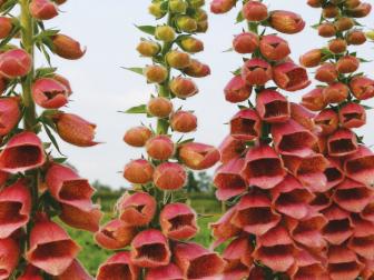 'Polkadot Polly' foxgloves are covered with bell-shaped flowers in bright apricot-pink. The stems grow 23 to 35 inches long, so they're wonderful to cut for vases and bouquets. Because this foxglove is a hybrid, the plants do not produce seeds.