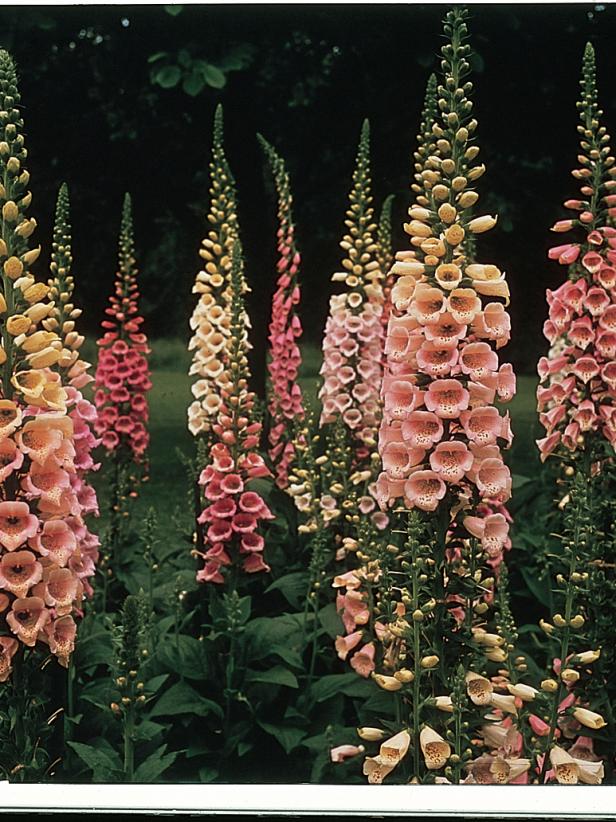 Foxglove Varieties | HGTV