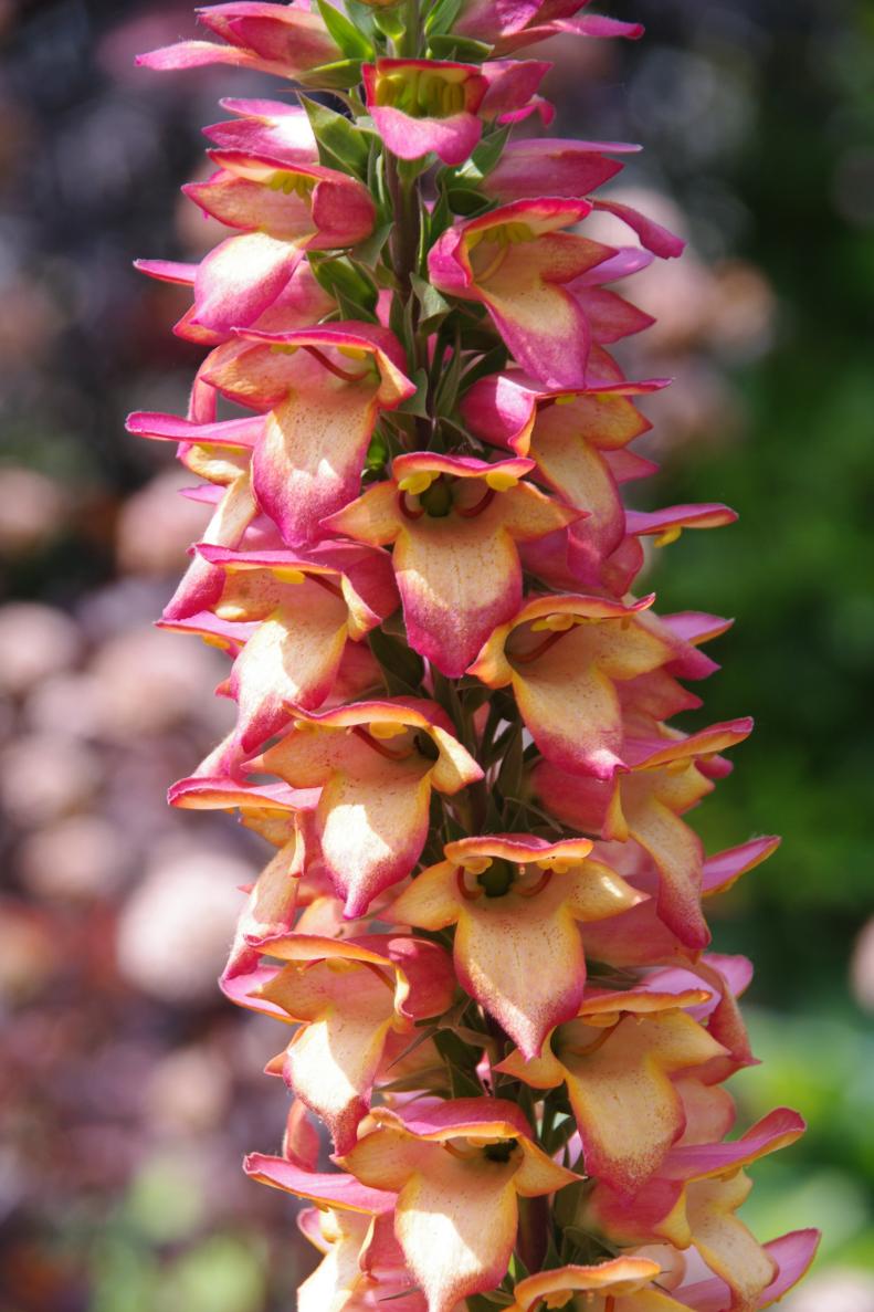 This beautiful hybrid is a cross between a foxglove (Digitalis) and an Isoplexis, a related plant from the Canary Islands. Flame-colored flowers appear from spring to late summer, and the plants are hardy in zones 8 to 11. Unlike many foxgloves, these plants are sterile, so they won't set seeds.