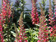 The 2015 introduction 'Foxlight Ruby Glow' digitalis from Darwin Perennials boasts beautiful cut flower potential and is a foxglove well suited to container gardens.