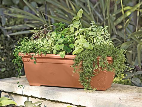 How to Grow Edibles in Window Boxes