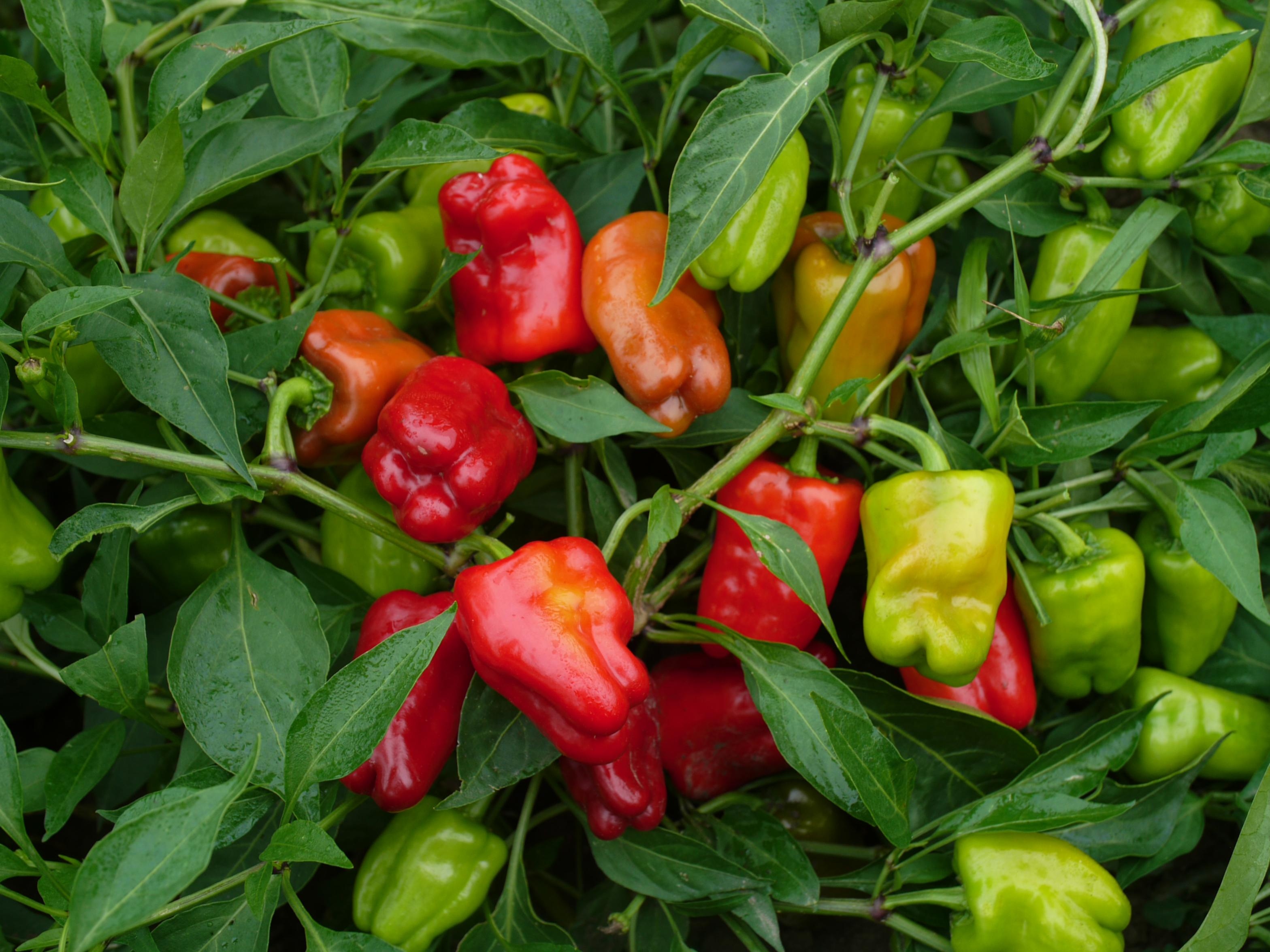 2 x red pepper plants 