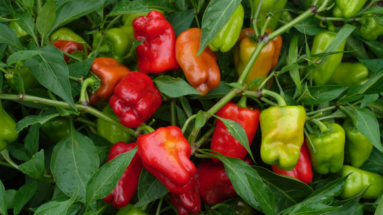 23+ Hot Pepper Companion Plants