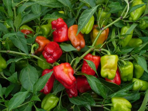 Companion Planting for Sweet and Hot Peppers