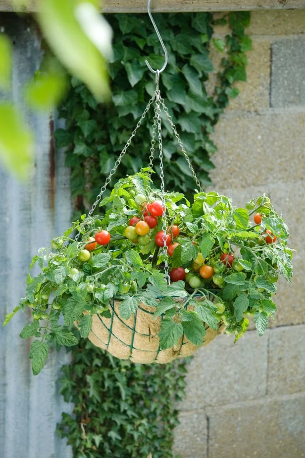How to Make Kitchen Garden in Pots: Easy Steps for Fresh Herbs