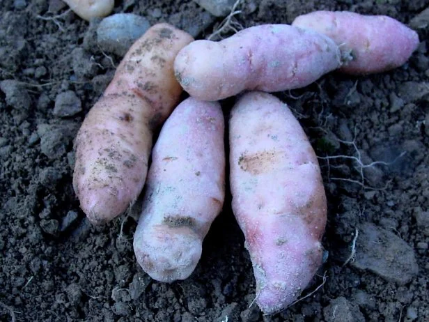Can Potatoes Survive 32 Degree Weather? Essential Tips Revealed