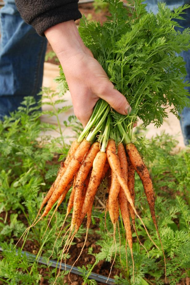 Carrot Tips