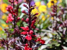 Intense color distinguishes this new lobelia variety, hardy in zones 6-10.