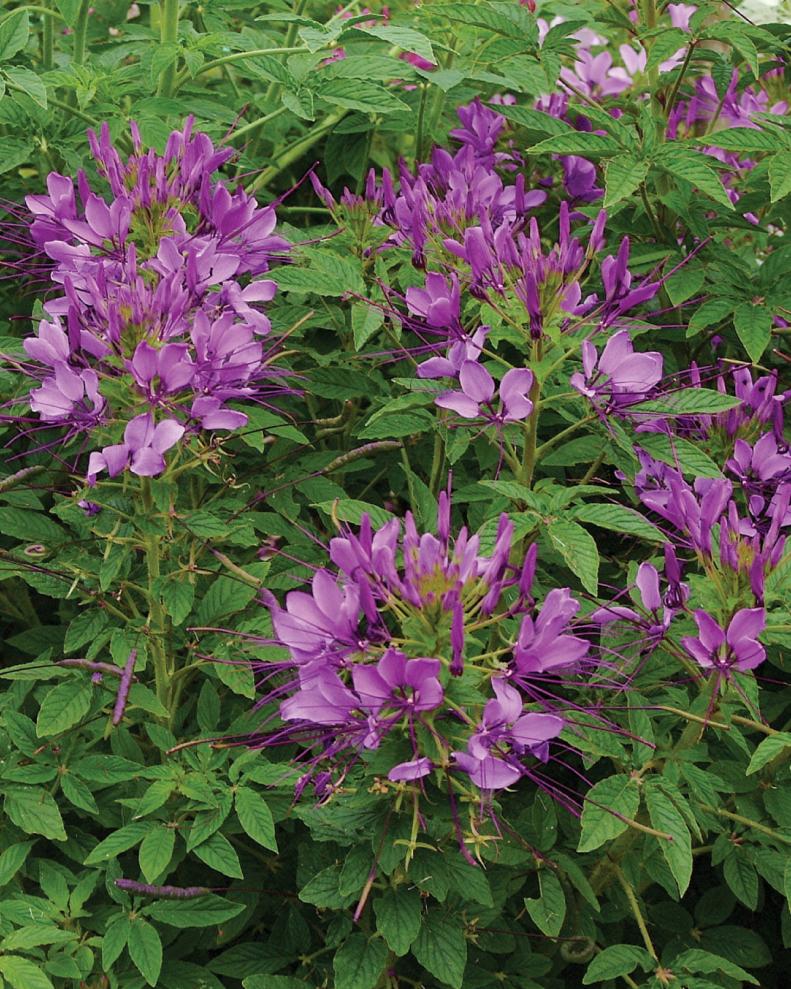 Cleome makes a great addition to a cottage or butterfly garden.