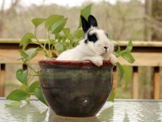 Despite their reputation, rabbits can be beneficial to the garden.