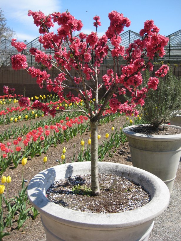 In early spring, 'Bonanza' explodes in a mop head of bright pink blossoms.