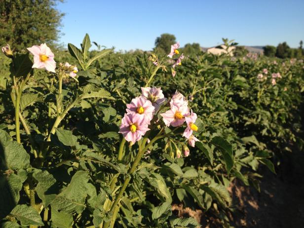 Not all potato varieties produce flowers during the growing stage but flowering is usually a positive sign that the underground tubers are healthy and growing into handsome young potatoes.