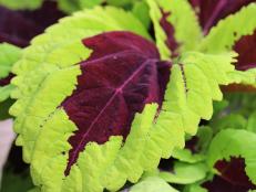 'Lime Sprite' coleus from PanAmerican Seed.